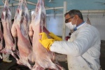 استحصال بیش از 550 تن گوشت قرمز در کشتارگاه سنتی ابرکوه در سالی که گذشت